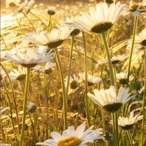 Meet your Posher, Claire